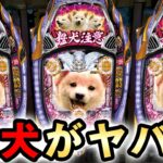 【新台】ハーデス獄炎を終日打ったら大博打でヤバい？ [アナザーゴッドハーデス 獄炎] 桜#729
