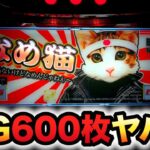 【新台】なめ猫はBIG600枚でヤバい？パチスロ実践～液晶ないけどなめんじゃねぇ～